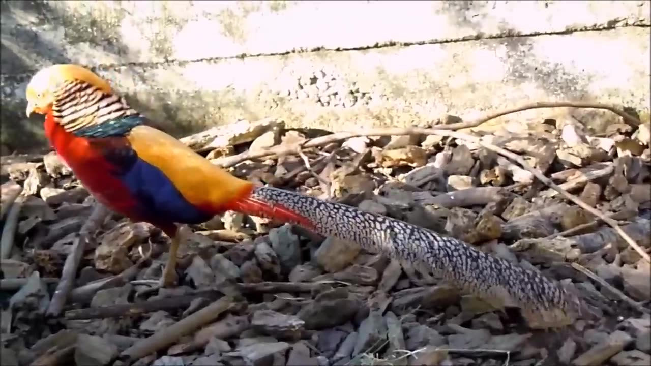 Beautiful Golden Pheasants and Wading Birds