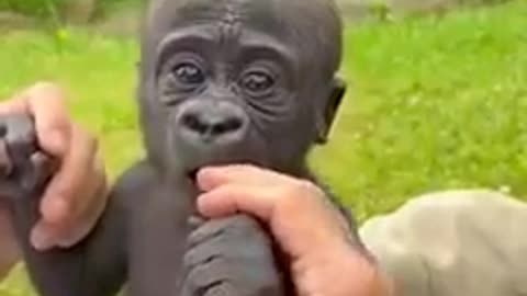 Cute monkey baby eating
