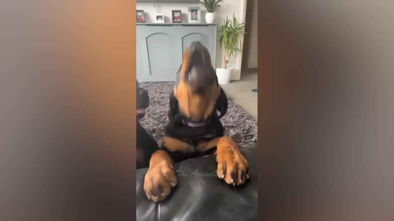 Best Funny Animal Videos Of The 2022 π€£ - Funniest Cats And Dogs Videos πΊπ (81)