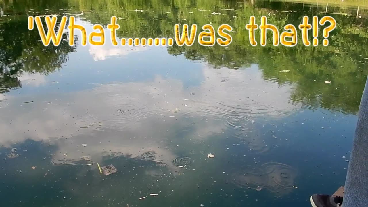 Some Excitement At The Pond!