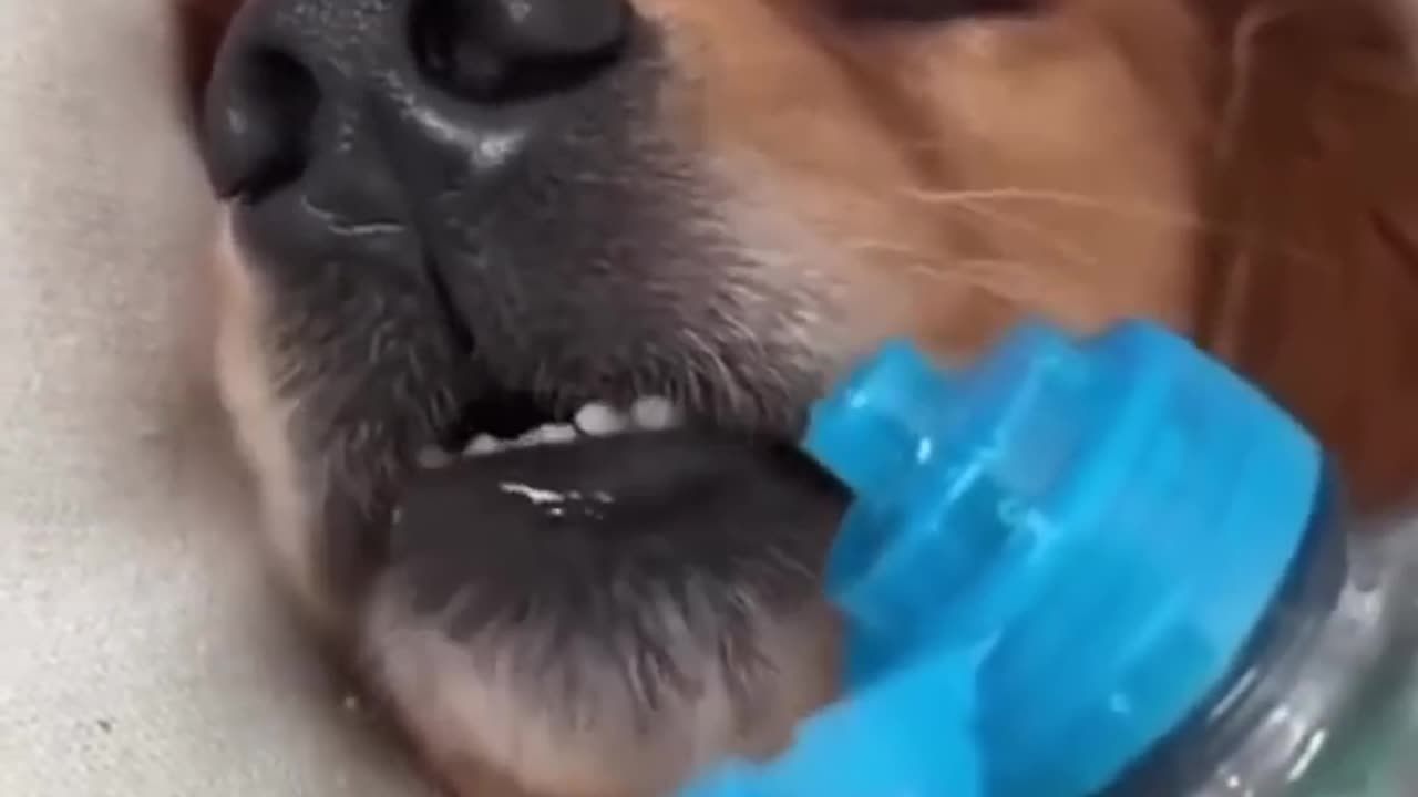 Funny animal video