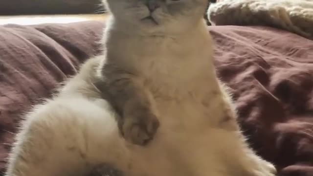 Happy National Cat Day to you and your highly sophisticated creatures. Boop