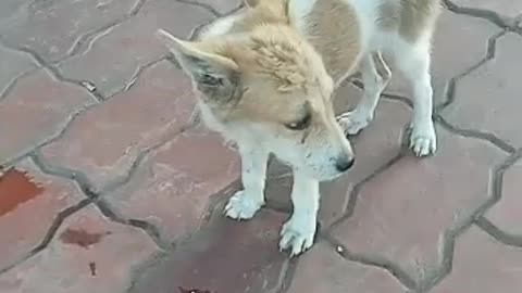 cute dog making smile