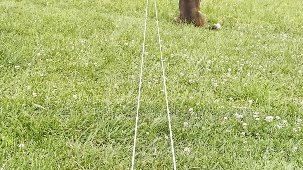 Homemade dog chase toy