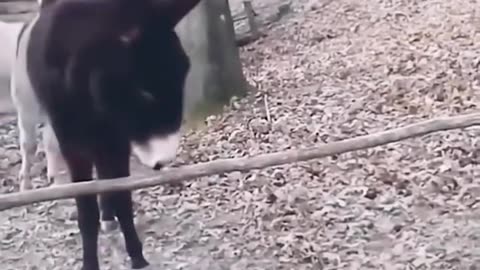 One Of The Smart Donkey...😱😱😱