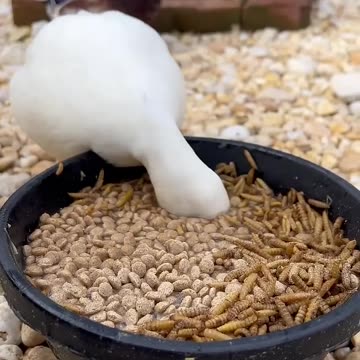 She’s pet flouncing in her own home😂 #ducks #petinfluencer