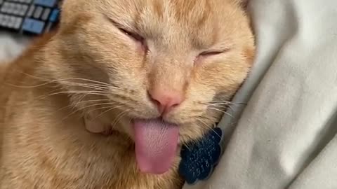 happy kat