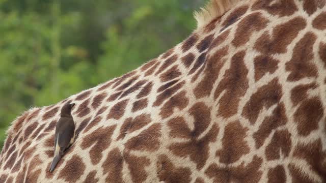 Bird eats fleas off giraffe