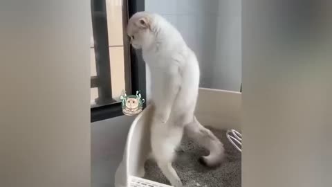 Funny Cats & dogs