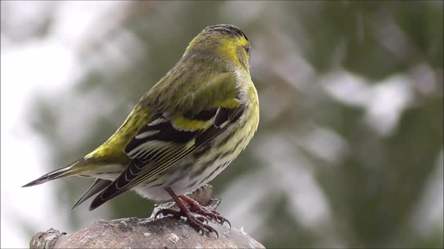 Bird at harsh snow natural life