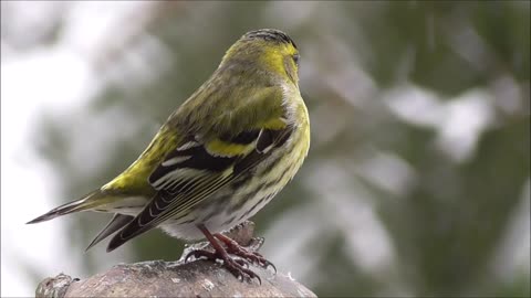 Bird at harsh snow natural life