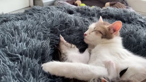 Mom Cat Plays with Her Son Tiny Kitten