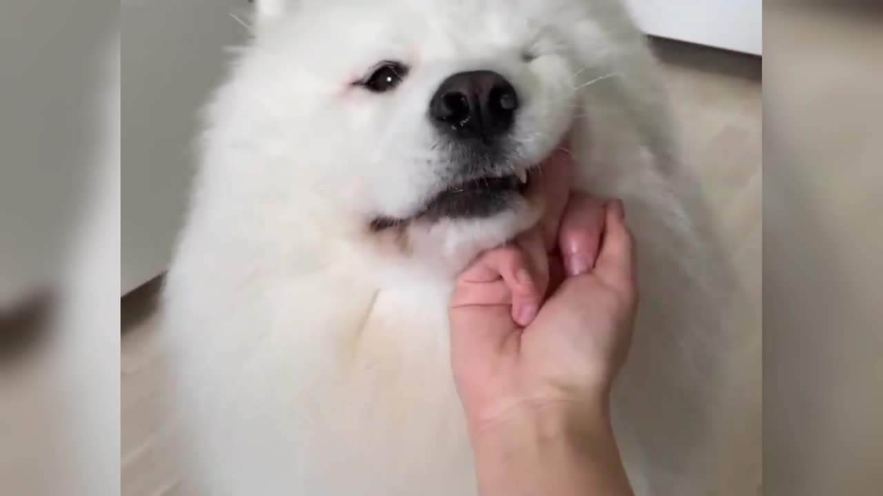 My dog πΆπ has a pure heart #dog#dangrousdod