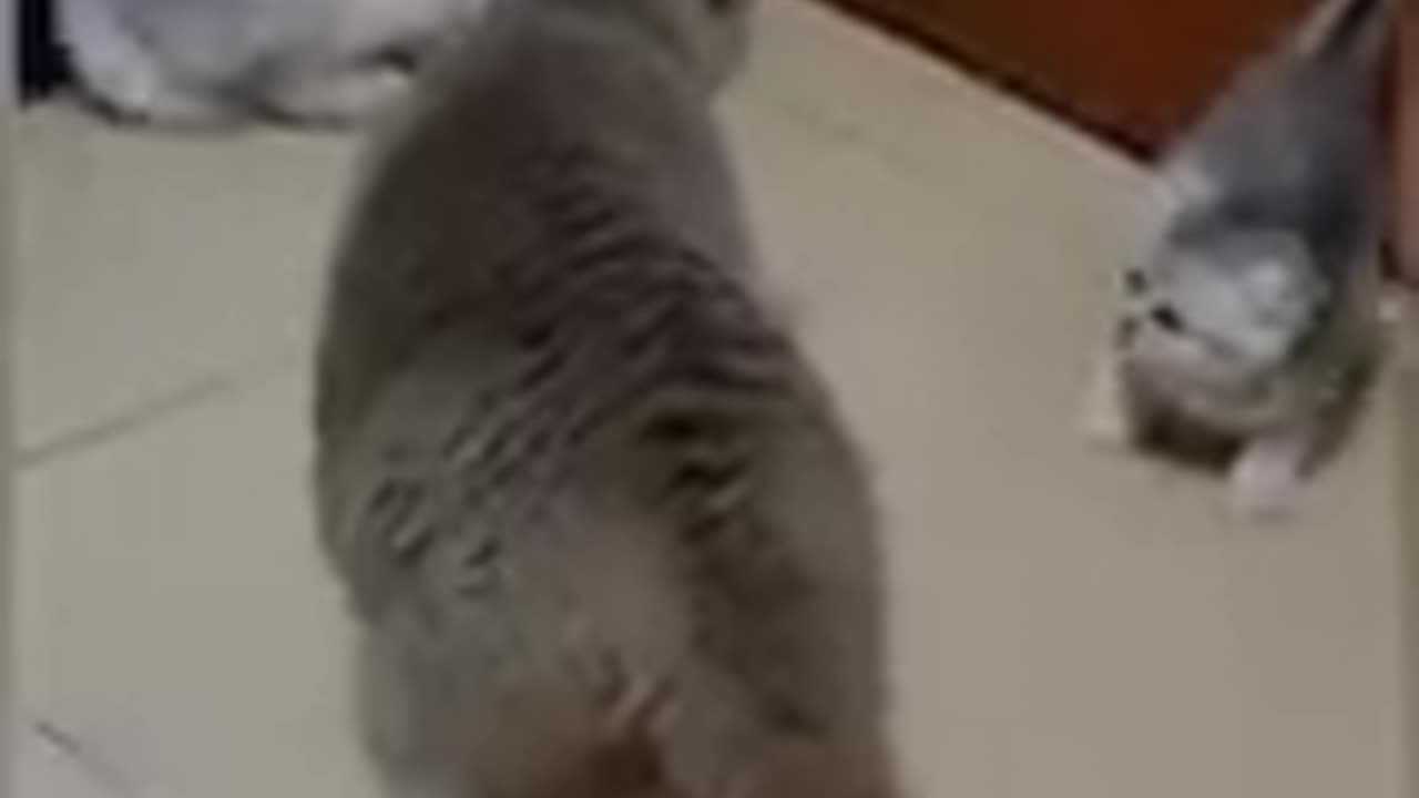 Funny Cat
