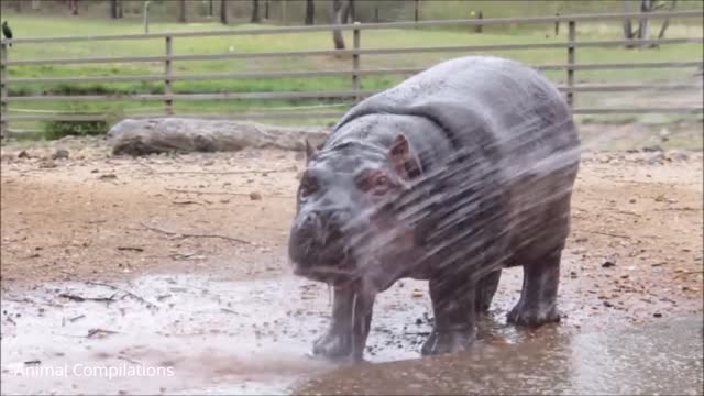 CUTE HIPPO BABIES COMPILATION #1