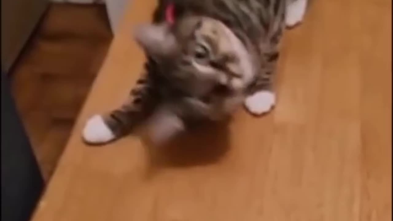 funny animals #shorts