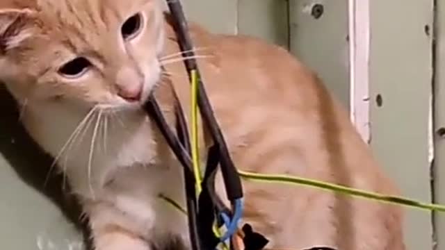 The nosy behavior of a cat until it gets electrocuted