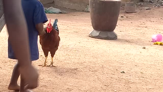 Cock fighting a baby