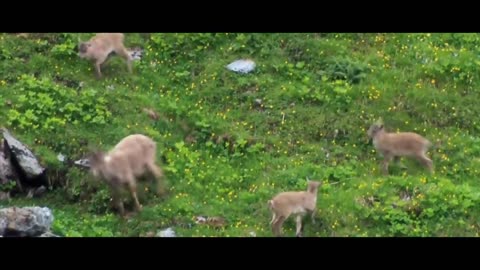 MOUNTAIN GOATS - These Creatures Don’t Care About The Laws Of Physics Despite Their Hooves4