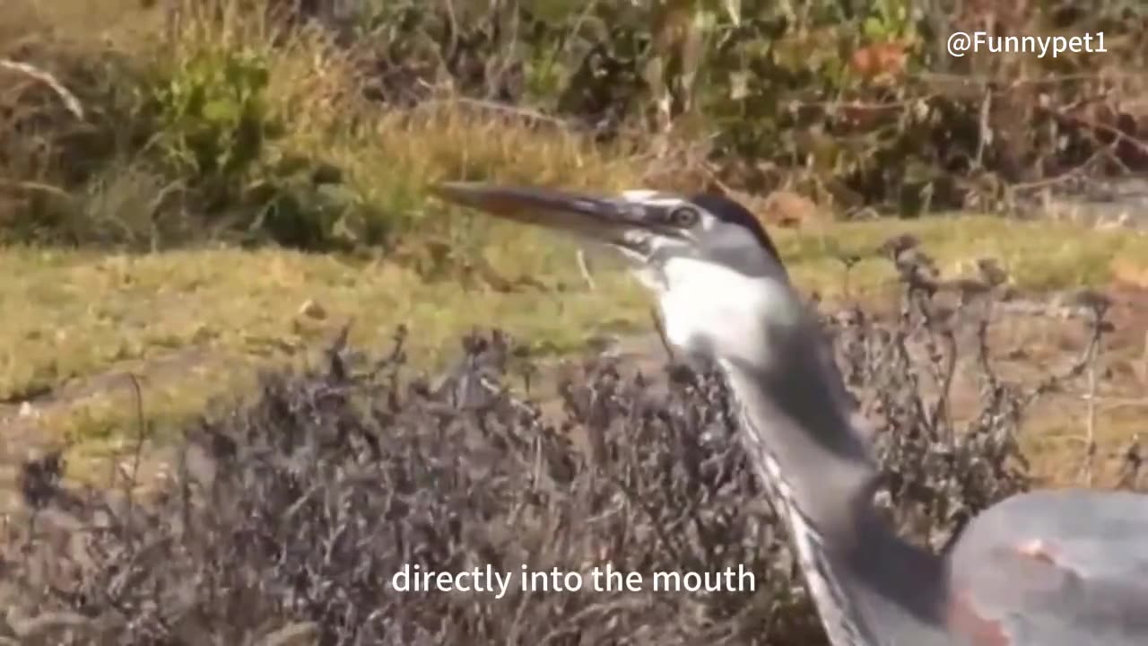 Instantly eaten! The scene of birds attacking and devouring all moving objects is chilling