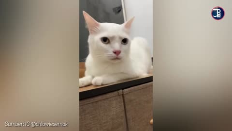 cute cat singing