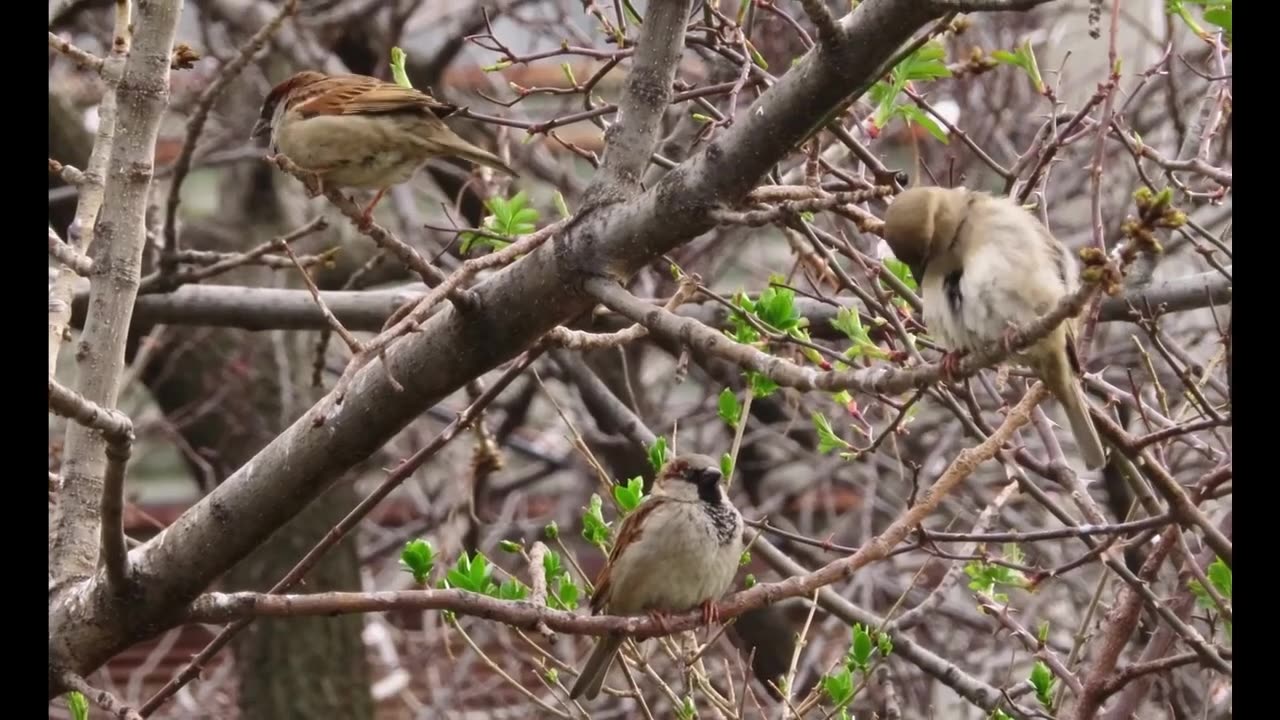 AMAZING BIRDS Beautiful birds inhabit all terrestrial on the planet earth.