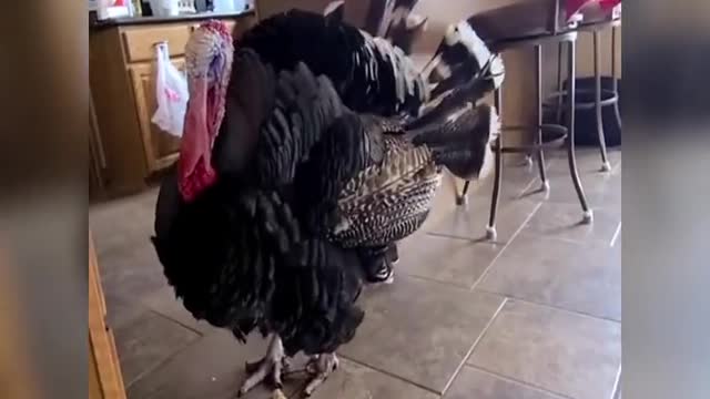 The Turkey in the kitchen [Shouldn't I be on the counter or in the oven]