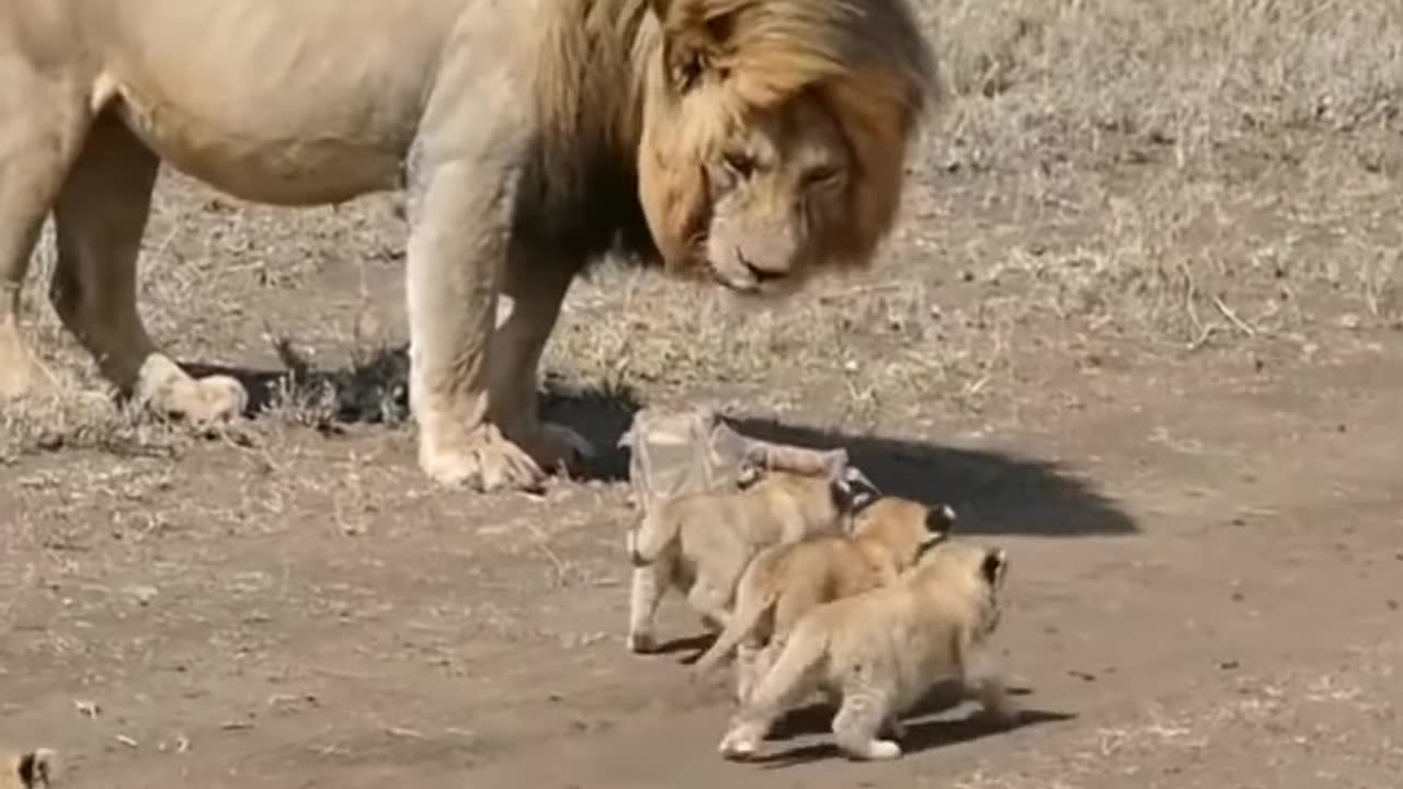 Cubs vs lion