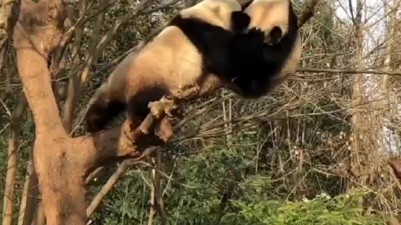 Lovely giant panda