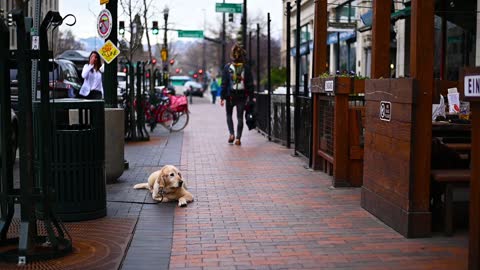 dog waiting along the sidewalk