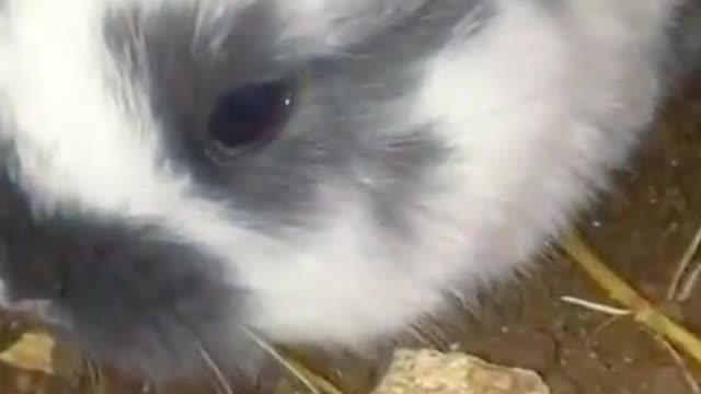 The rabbit😂😂😂😂😂😂😂😂😂😂