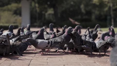 Beautiful Pigeon 🐦 on The Ground