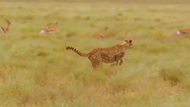 #CHEETAH RUNNING Attack MOMENT/kill attack animal