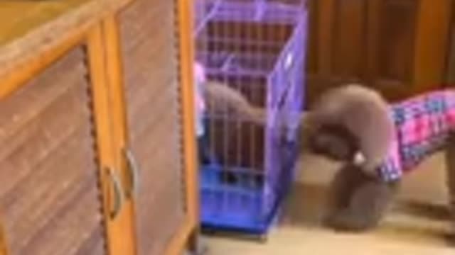 Very smart dog!!! Funny dog reaction # shorts videos#96#usa