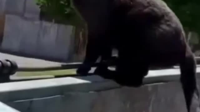 THE FUNNY CAT.The cat is trying to save itself.
