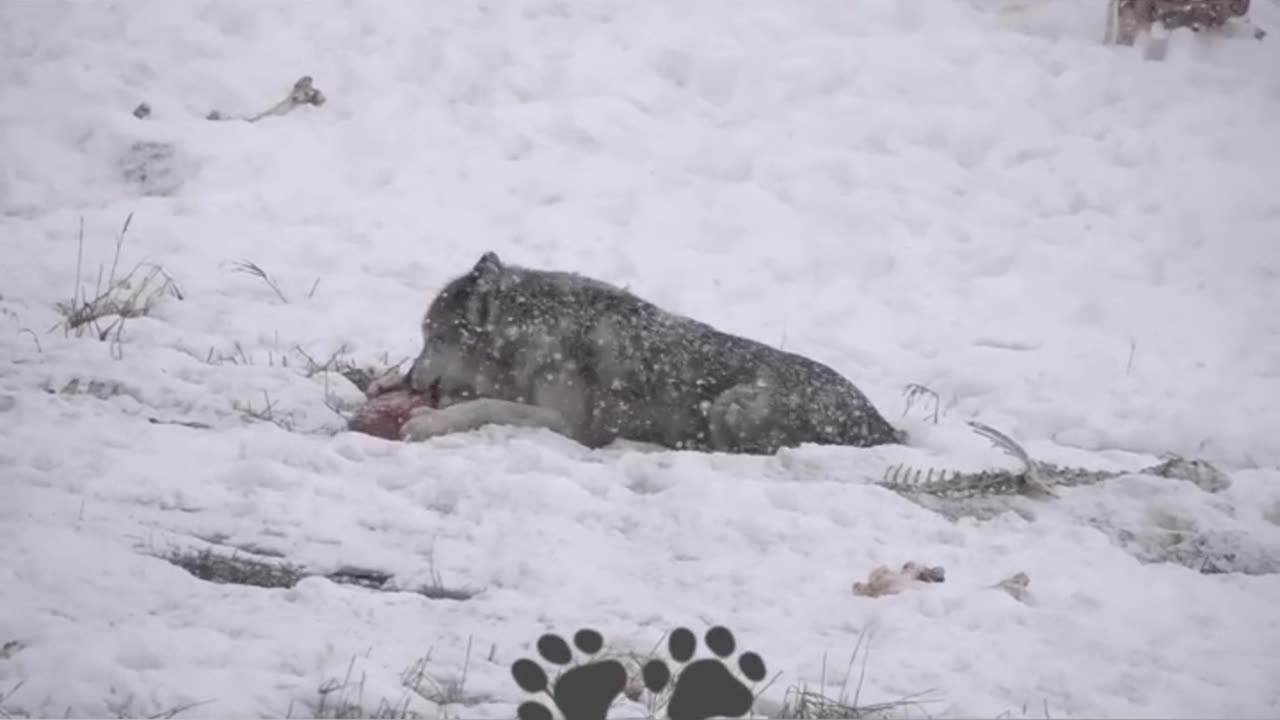 A dinâmica social dos lobos cinzentos