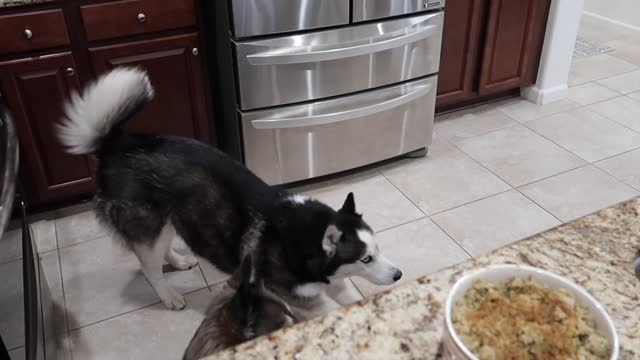 Funny Sounds My Huskies Make Everyday