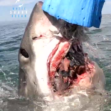 white shark with sharp teeth