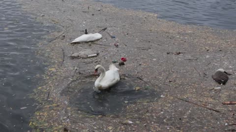 Dead and Dying Swans on River Nene