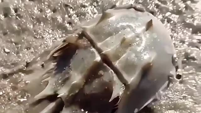 What kind of animal do you recognize? Marine life