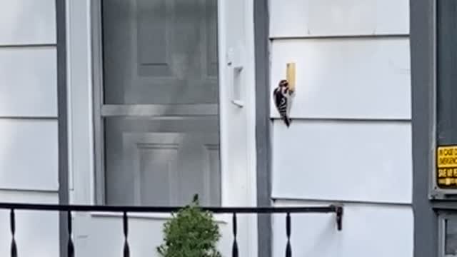 Woodpecker Taps at Doorbell