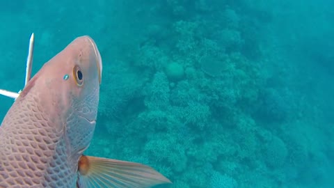 Spearfishing Philippines Red Snapper