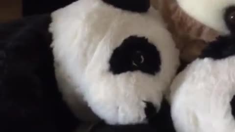 At first glance, I didn't see a cat inside