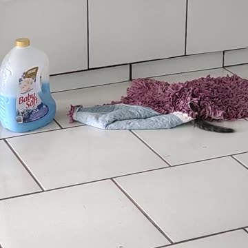 Joy Kitty fighting the rug