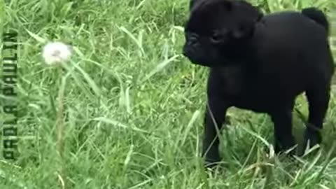 Dogs Are Awesome