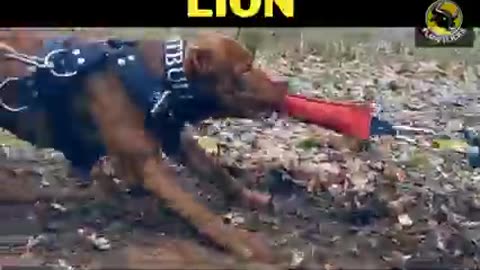 Different between Pitbull and Lion (How is more powerful) LION VS PITBULL