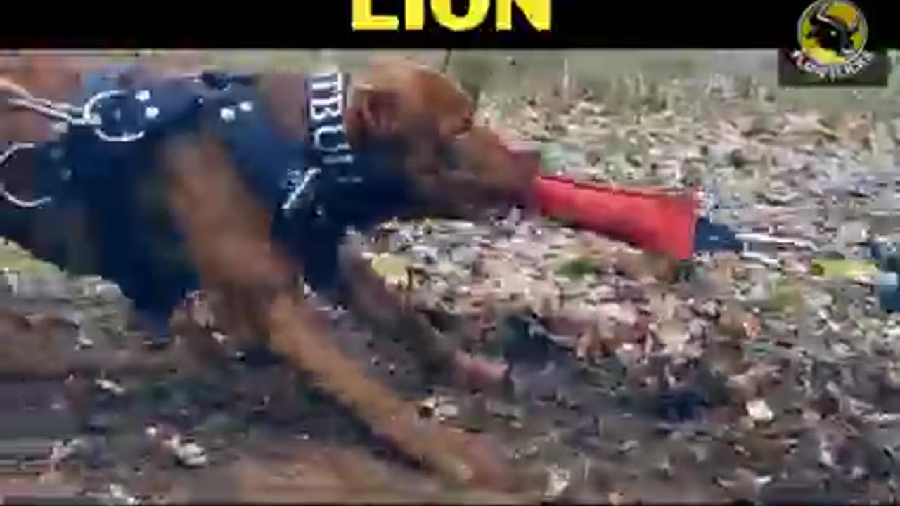 Different between Pitbull and Lion (How is more powerful) LION VS PITBULL