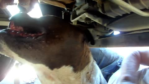 Funniest Ever: Dog Helping Mechanic Under Truck