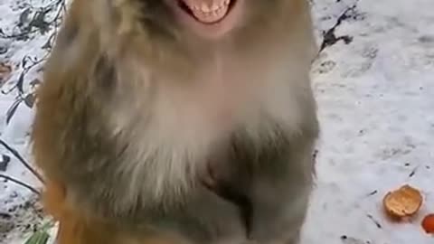 monkey , funny monkey , happy monkey , best videos for kids