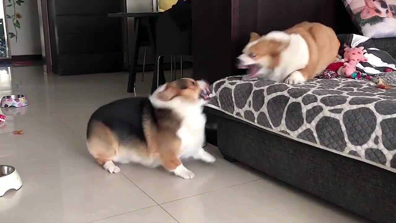 Two Corgi dogs quarrel every day